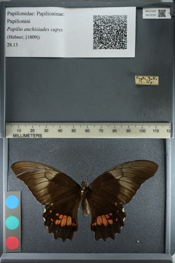Media type: image;   Entomology 172701